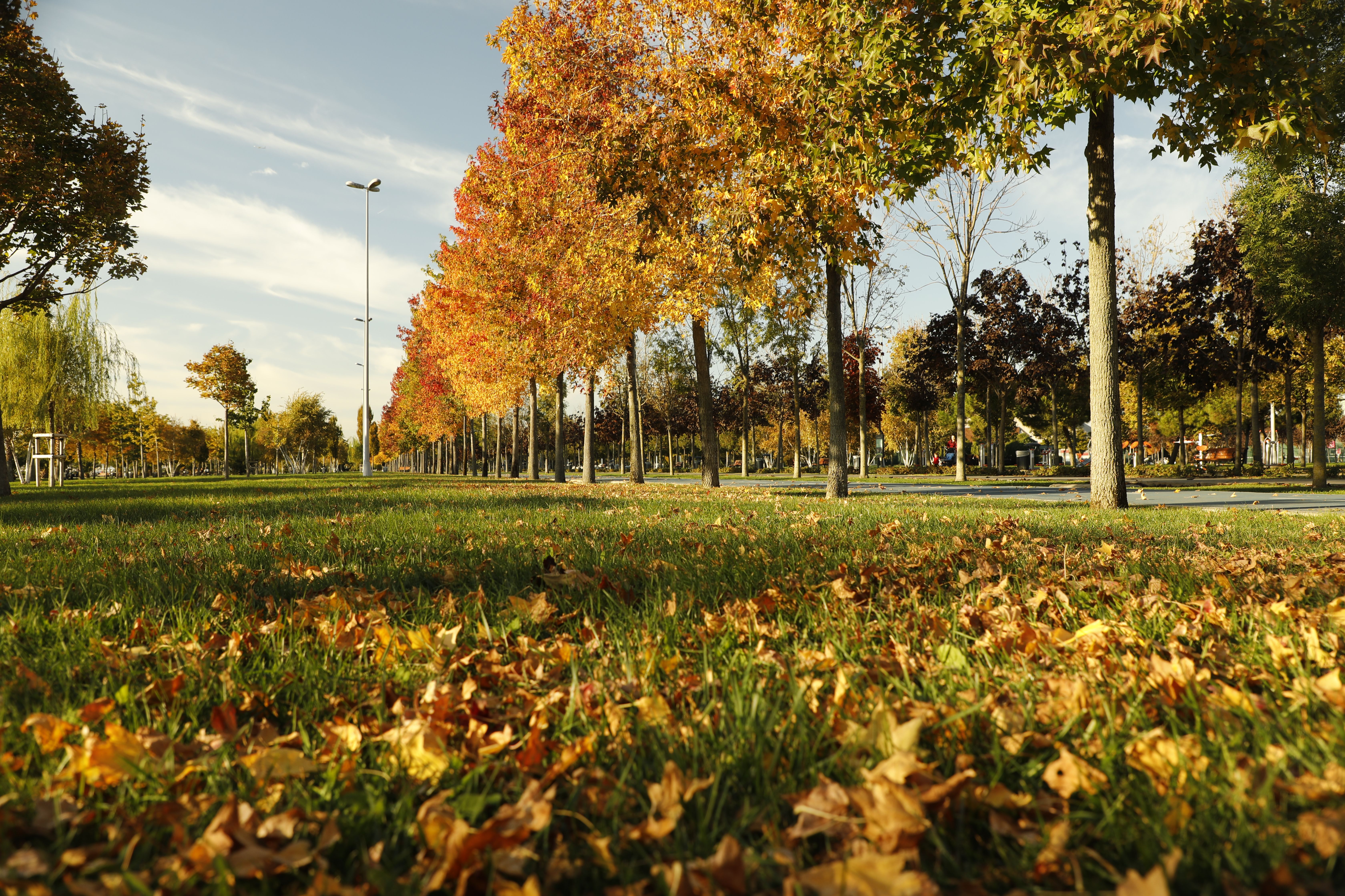 Vibrant autumn foliage in a scenic park with fallen leaves on the ground.