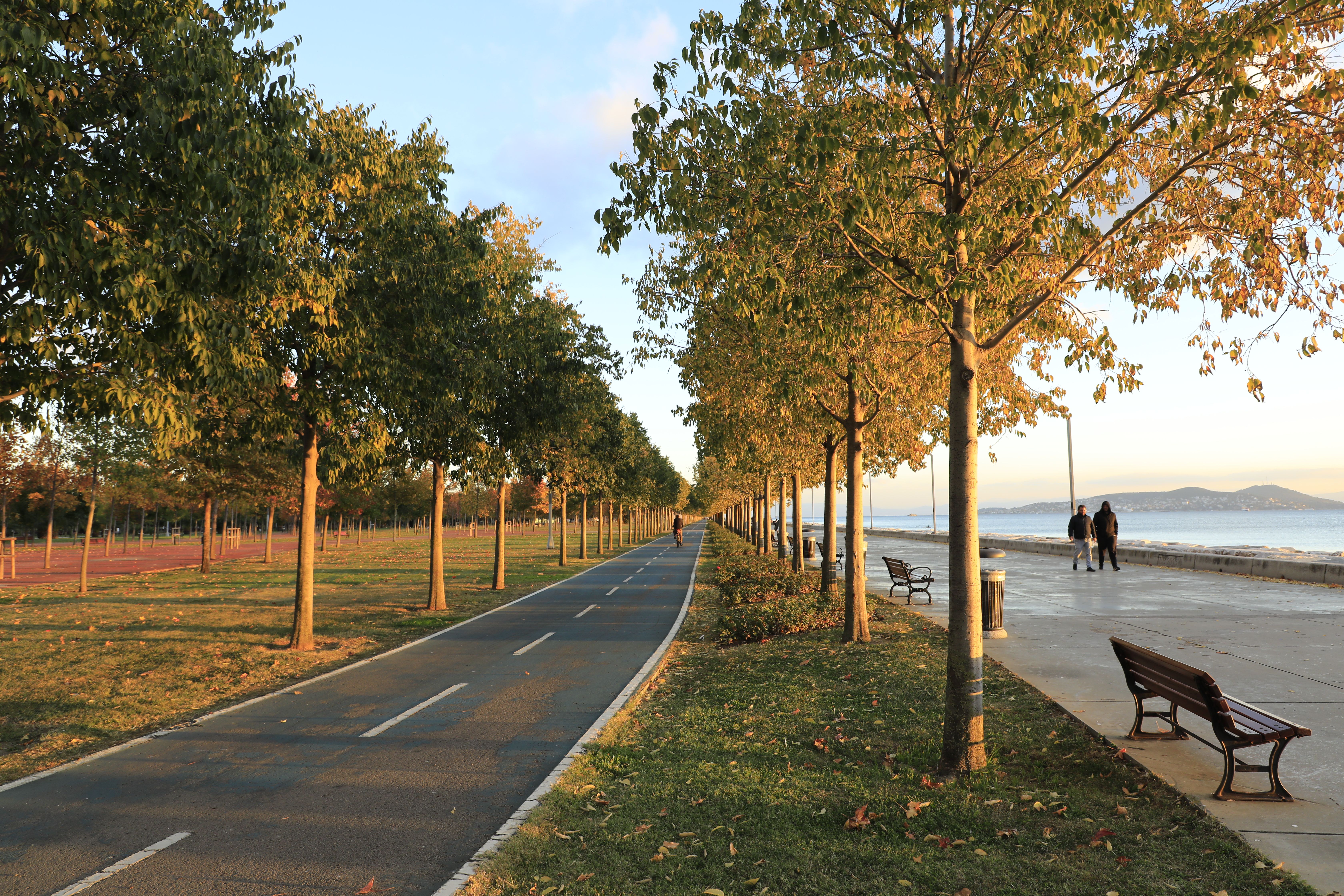 Tree-lined walking path in Washington Park Albany