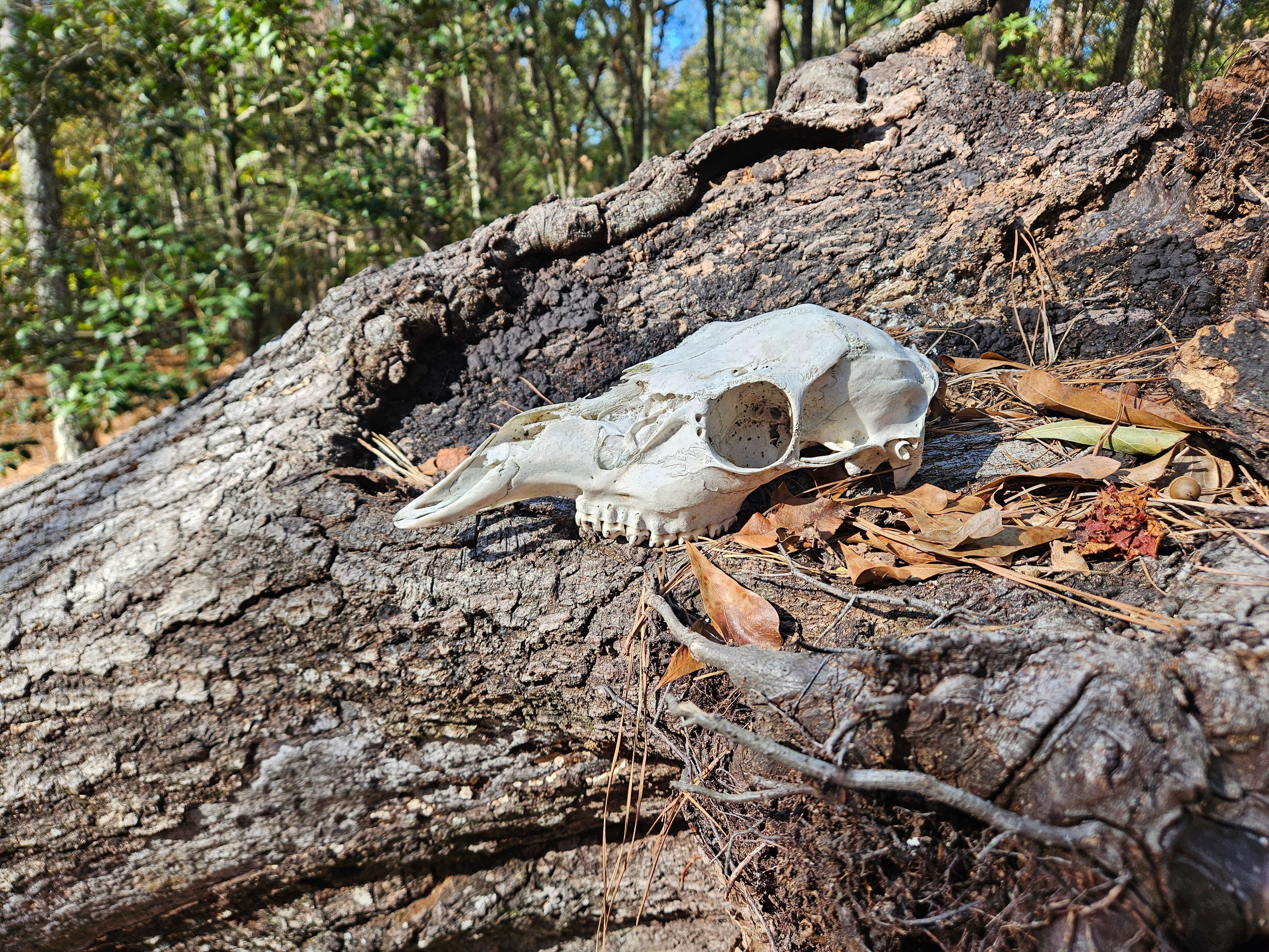 Deer Skull on Forest Log: Nature and Decay · Free Stock Photo