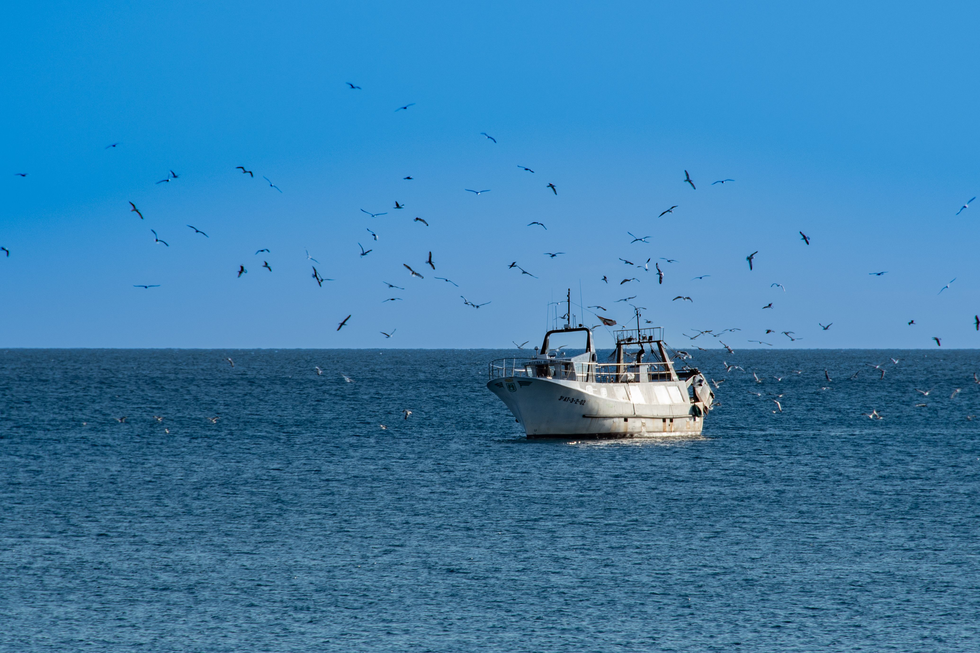 Gratuit Un bateau de pêche entouré de mouettes sur une mer calme à Calpe, en Espagne, avec un ciel bleu clair. Photos