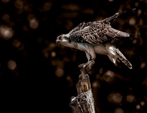 免费 棕色和灰色的鹰栖息在裸树上 素材图片