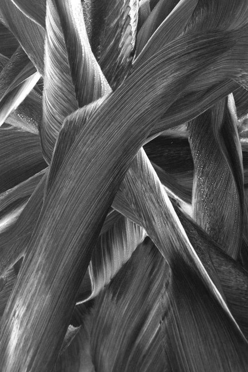 Free Close-up of intricate plant textures in black and white, showcasing nature's abstract artistry. Stock Photo