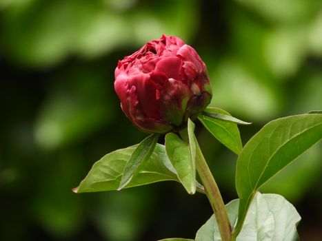 Stunning close-up of a vibrant red peony bud with lush green leaves set against a blurred natural background.