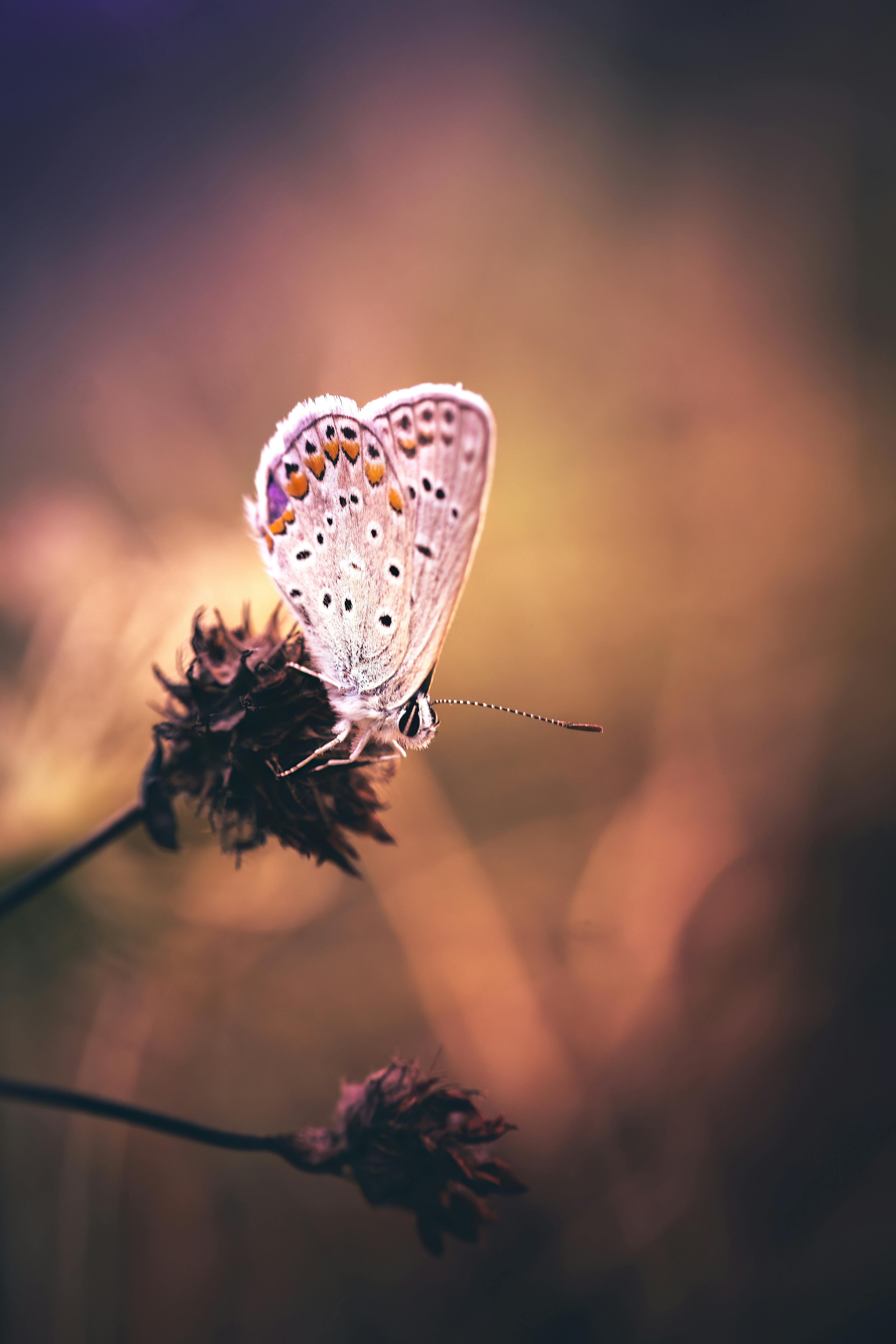 A beautifully captured butterfly with intricate details perched on a flower in a warm, blurred background.