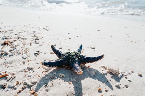 Free A vibrant blue starfish on a sandy beach with shimmering waves in the background. Stock Photo