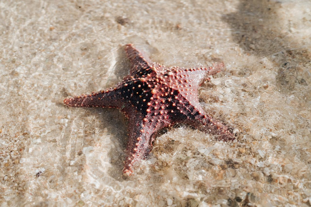 Reddish starfish partially submerged in clear shallow water over sand