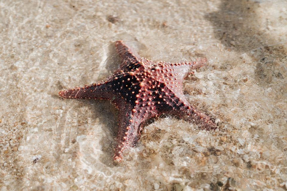 Reddish starfish partially submerged in clear shallow water over sand