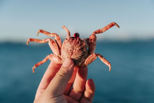 A hand holding a red crab against a clear blue sky and ocean background.