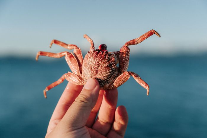 Deep-Sea Crustaceans Absorb Harmful Plasticizers