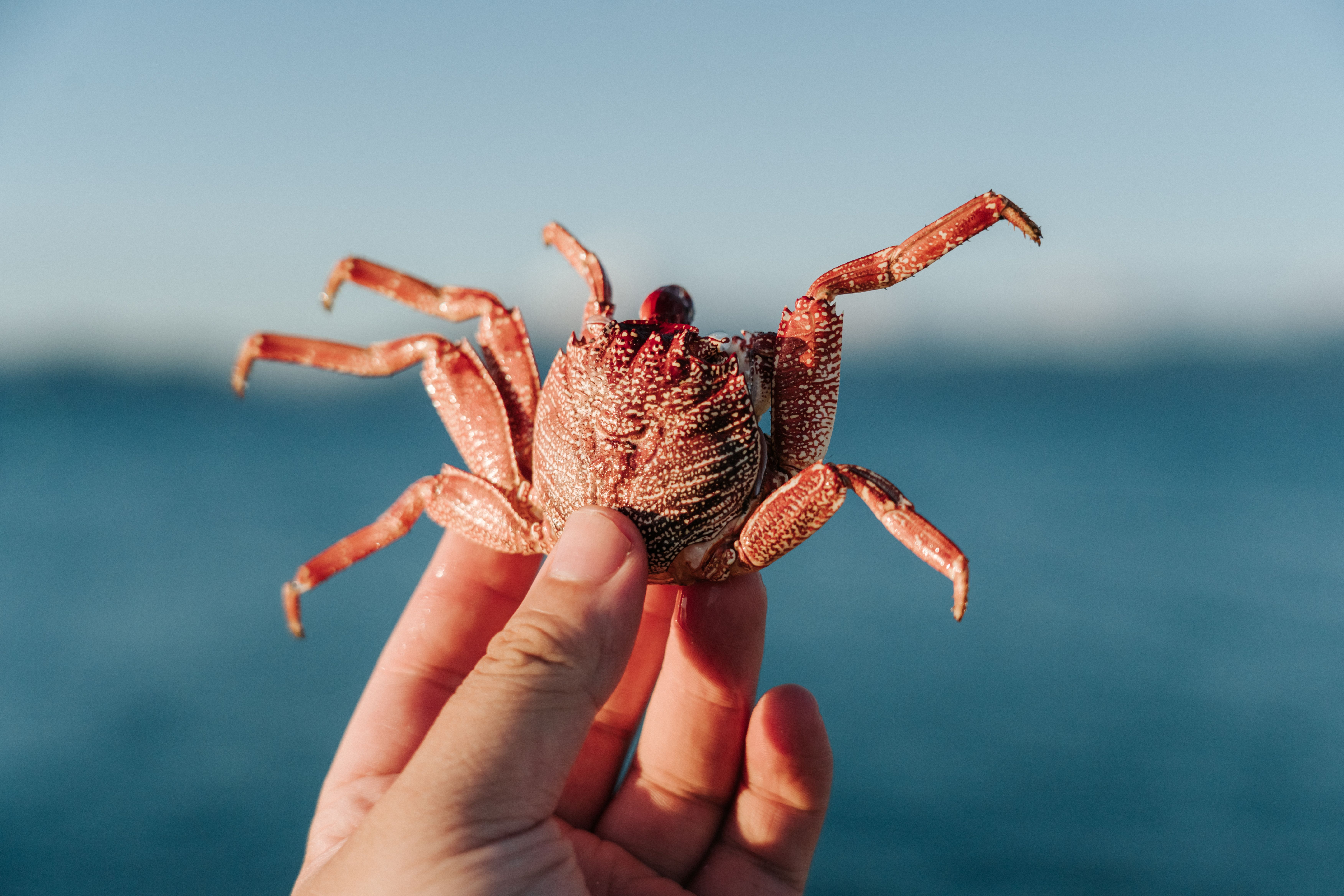 Close-up of Hand Holding a Red Crab Outdoors · Free Stock Photo