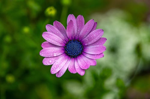 Free Detailed close-up of a purple daisy with dewdrops in a lush green garden setting. Stock Photo