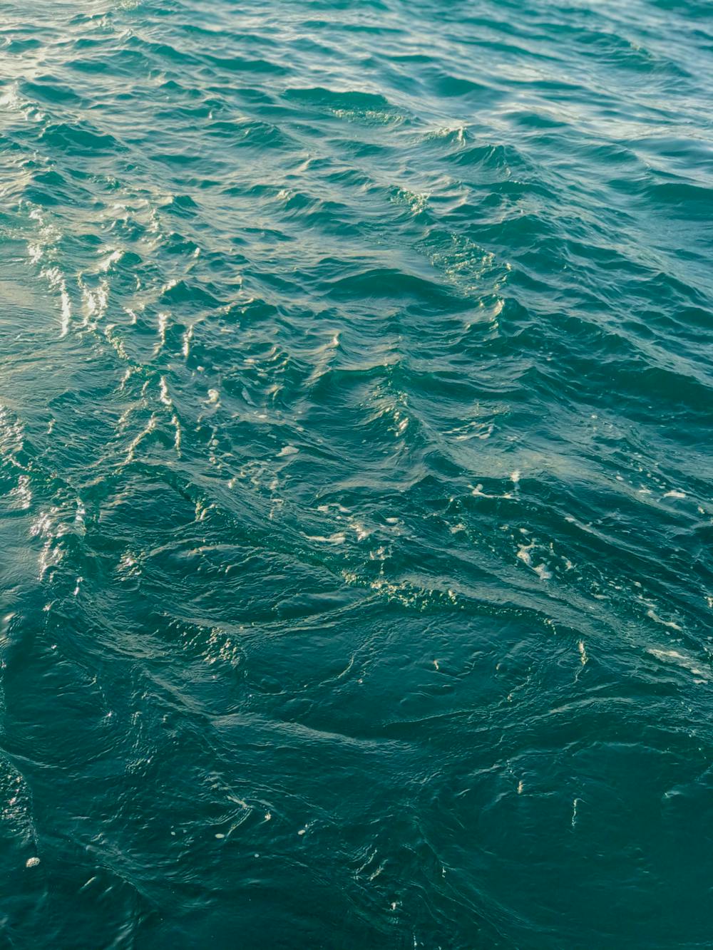 Refreshing Oceanic Ceviche Refreshing Oceanic Ceviche