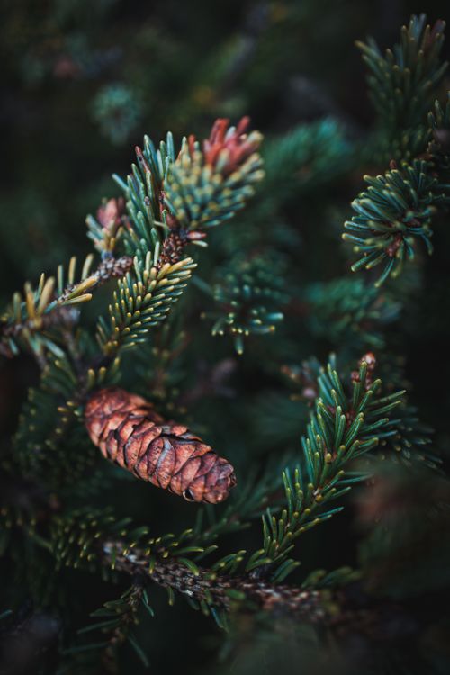 Free A detailed view of a pine cone nestled among lush green pine needles in a natural setting. Stock Photo