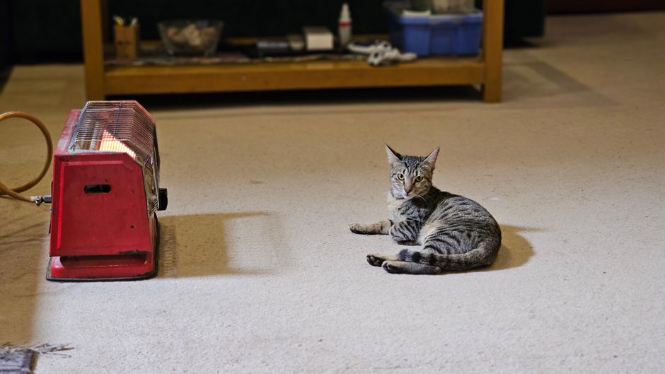 Heated Cat Bed for Garage or Porch: What to Check First