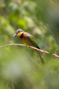bird photo