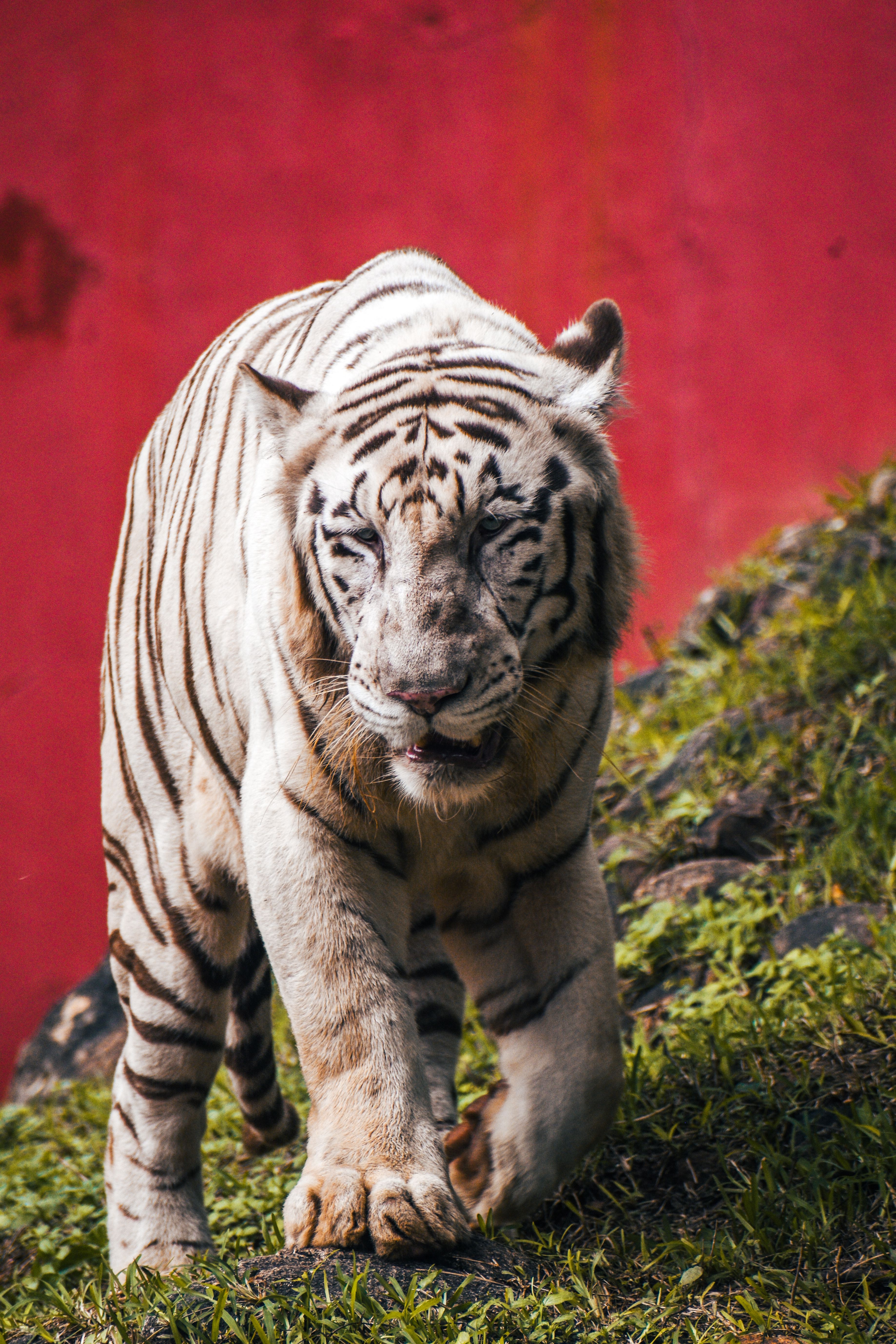 Majestuoso Tigre Blanco En Su Hábitat Natural · Foto de stock gratuita