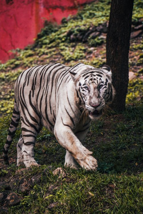 Free White Bengal tiger prowling in Visakhapatnam's lush greenery, showcasing its striking stripes and powerful presence. Stock Photo