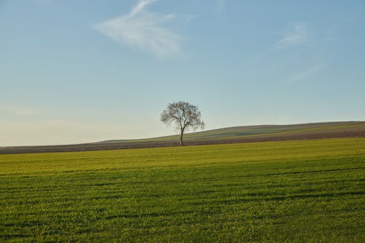 Image by Meriç Tuna