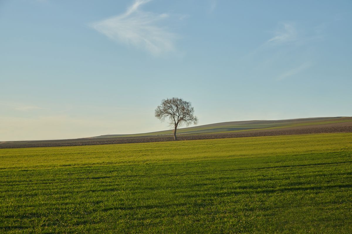 Lonely Tree in Expansive Green Field Landscape · Free Stock Photo