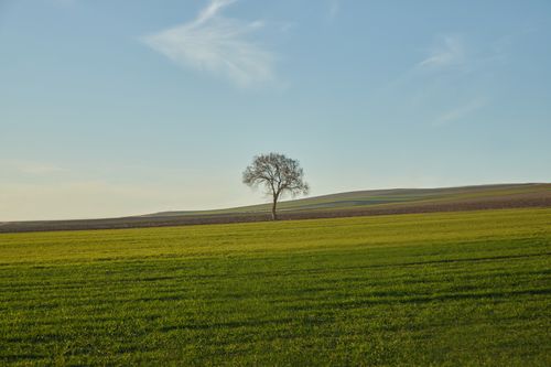Free Serene landscape with a solitary tree on a vast green field under a clear blue sky. Stock Photo