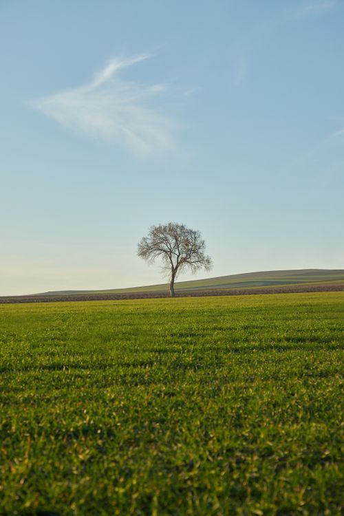 Free A solitary tree stands on a wide green field under a clear sky, showcasing serene nature. Stock Photo