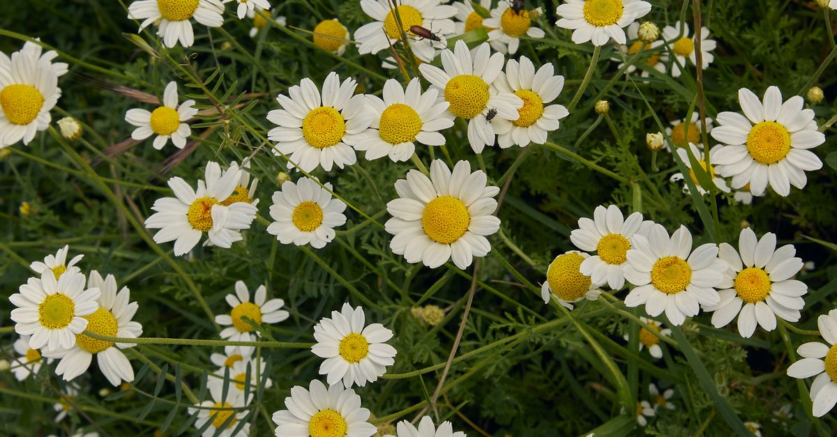Hooga Spring Daisy Vibrant Spring Daisies in Full Bloom · Free Stock Photo