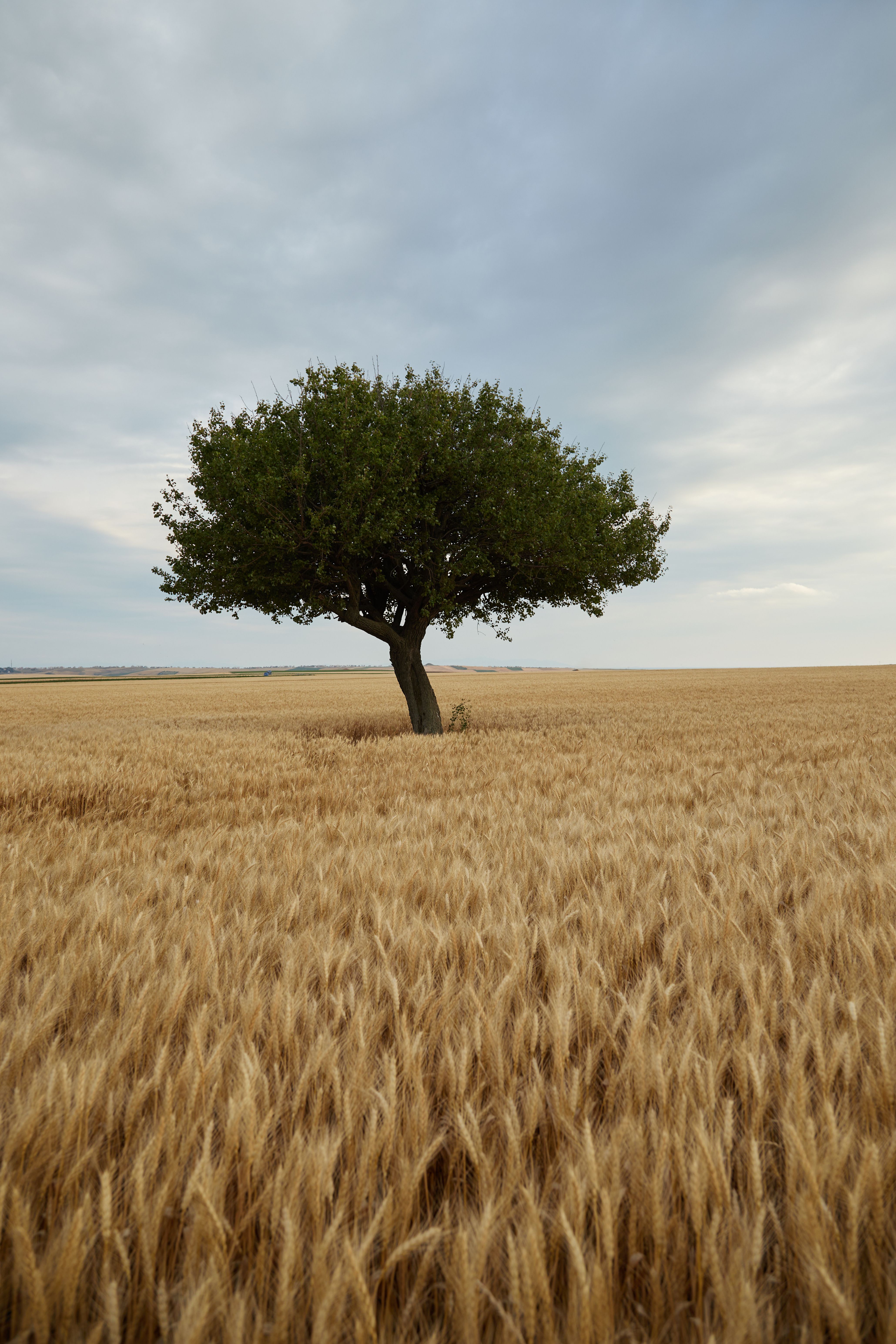 Lone Tree in a Golden Wheat Field at Sunset · Free Stock Photo