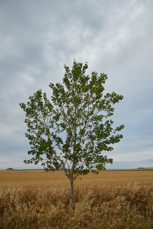 Free A single tree stands alone in a wheat field under a cloudy summer sky, capturing a serene rural scene. Stock Photo