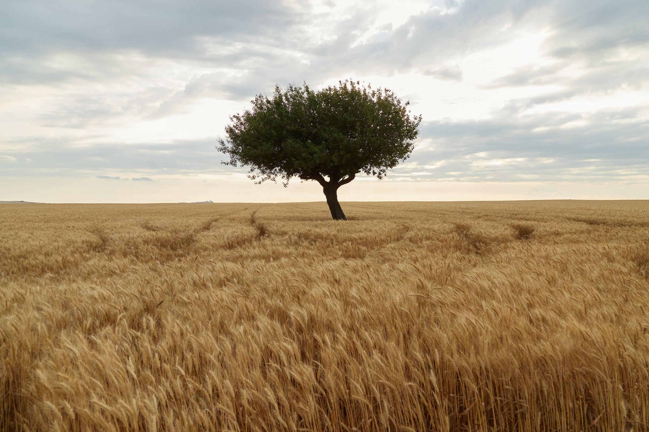 Lone Tree in Vast Golden Wheat Field at Sunset · Free Stock Photo