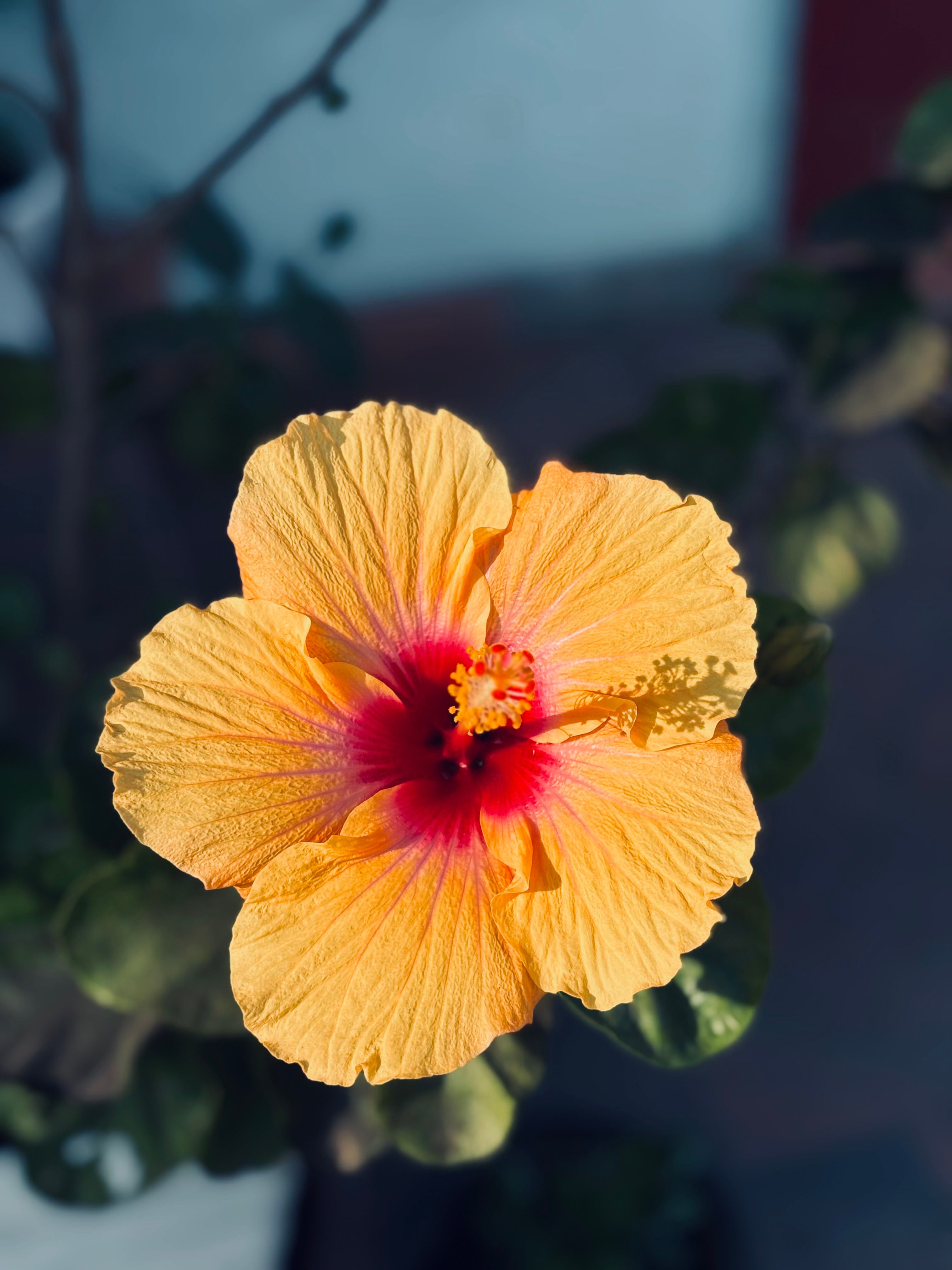 Close-up of Vibrant Yellow Hibiscus Flower · Free Stock Photo