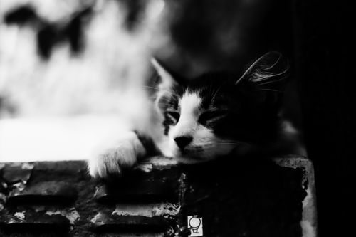 Free A serene black and white portrait of a cat resting on a fence. Stock Photo