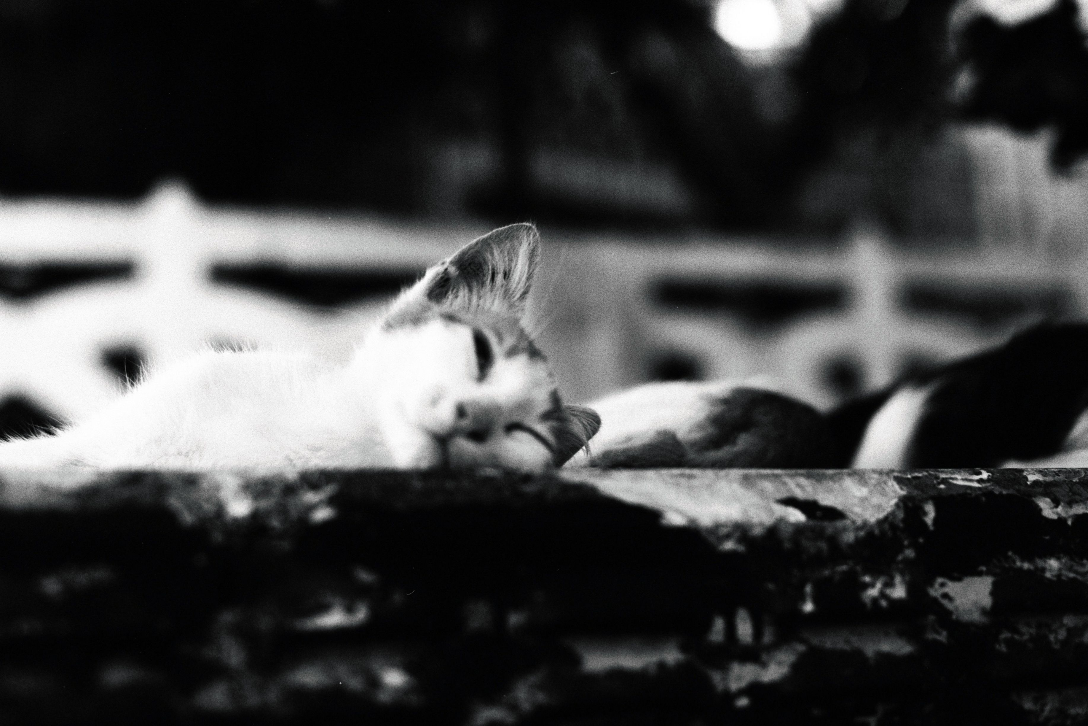Portrait of a cat at a veterinary clinic