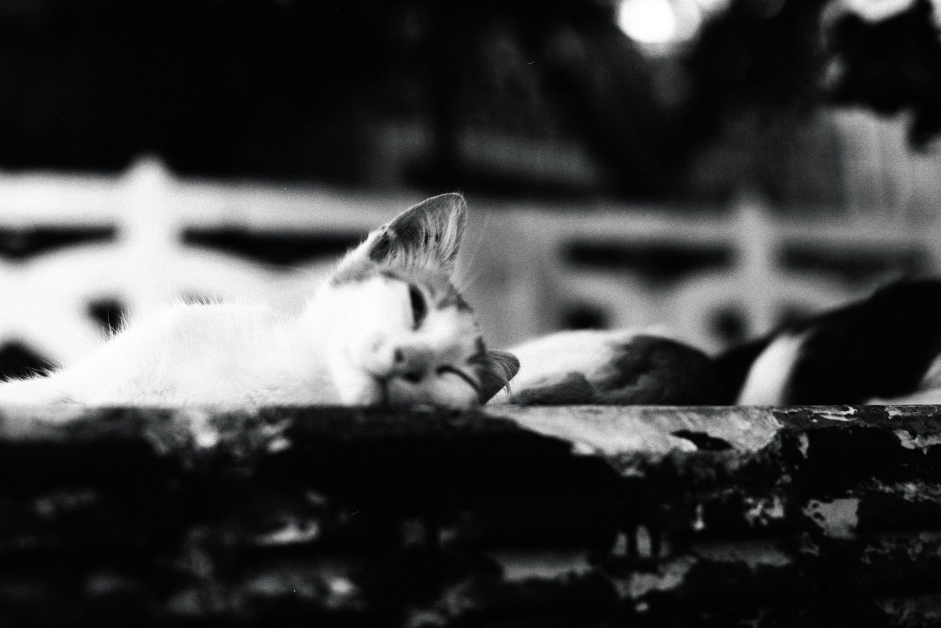 Portrait of a cat at a veterinary clinic