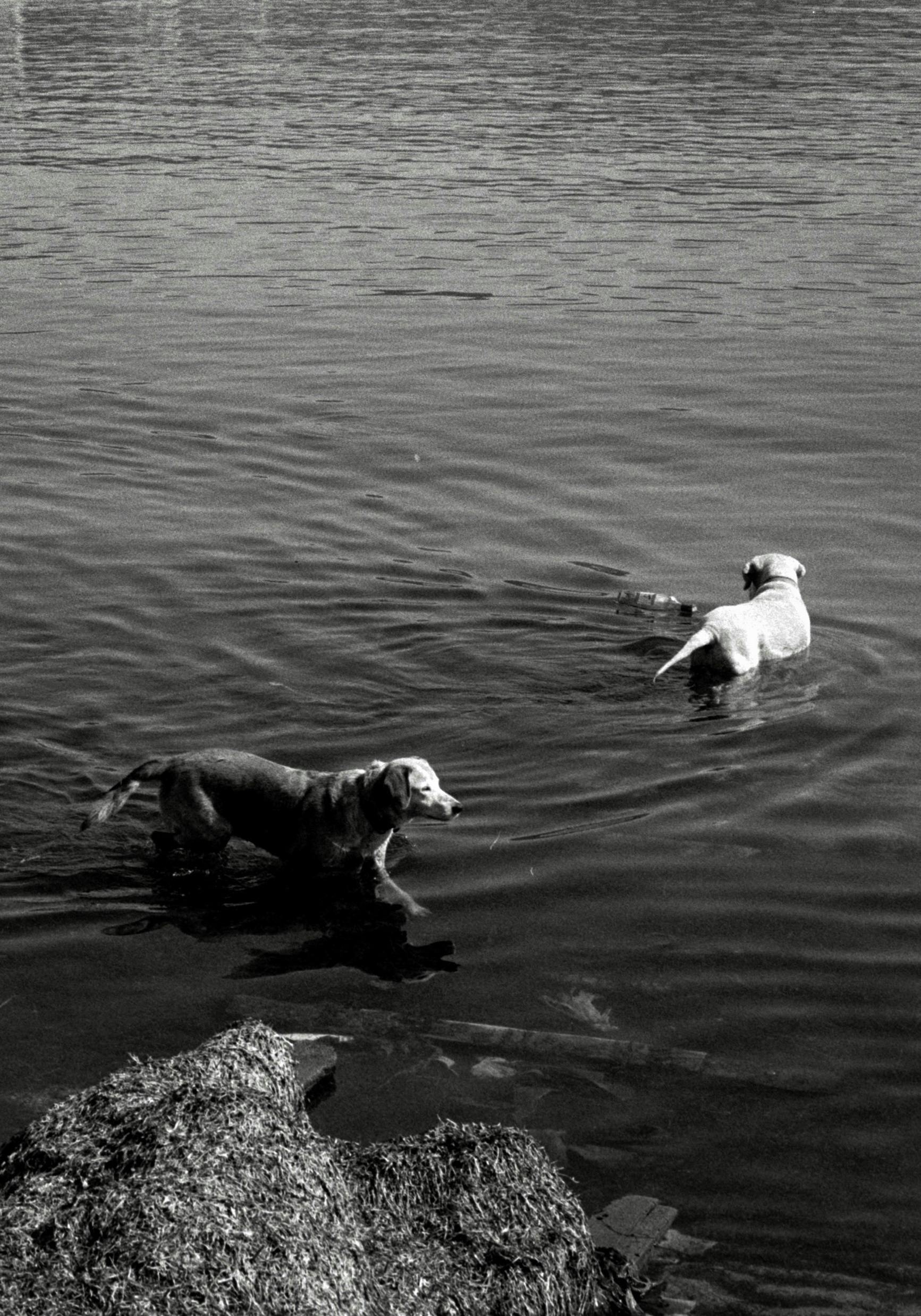 Why Do Dogs Have Wet Noses? Discover The Surprising Truth! 4 How Dogs Use Their Wet Noses to Explore the World: Fascinating Facts Revealed