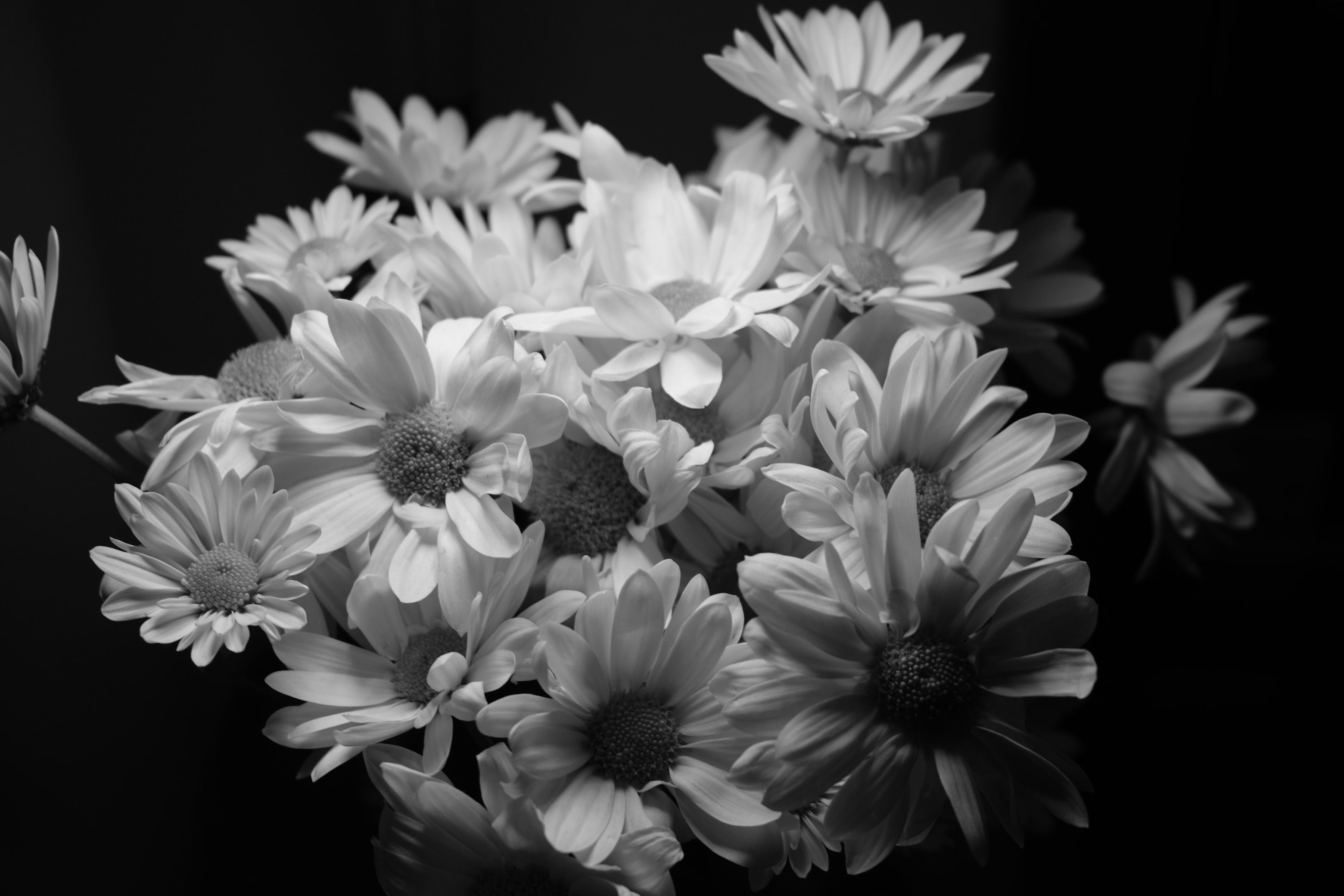 Black and White Daisies in Low Light · Free Stock Photo