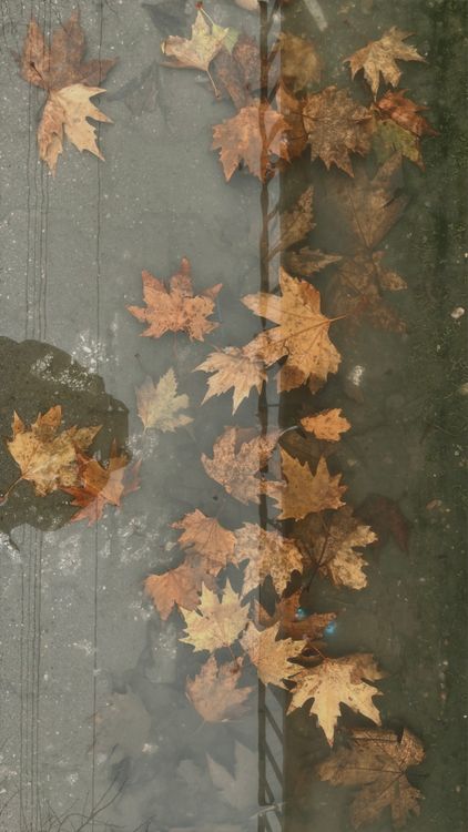 Light Leave Texture Floating Autumn Leaves Floating on Water Surface · Free Stock Photo