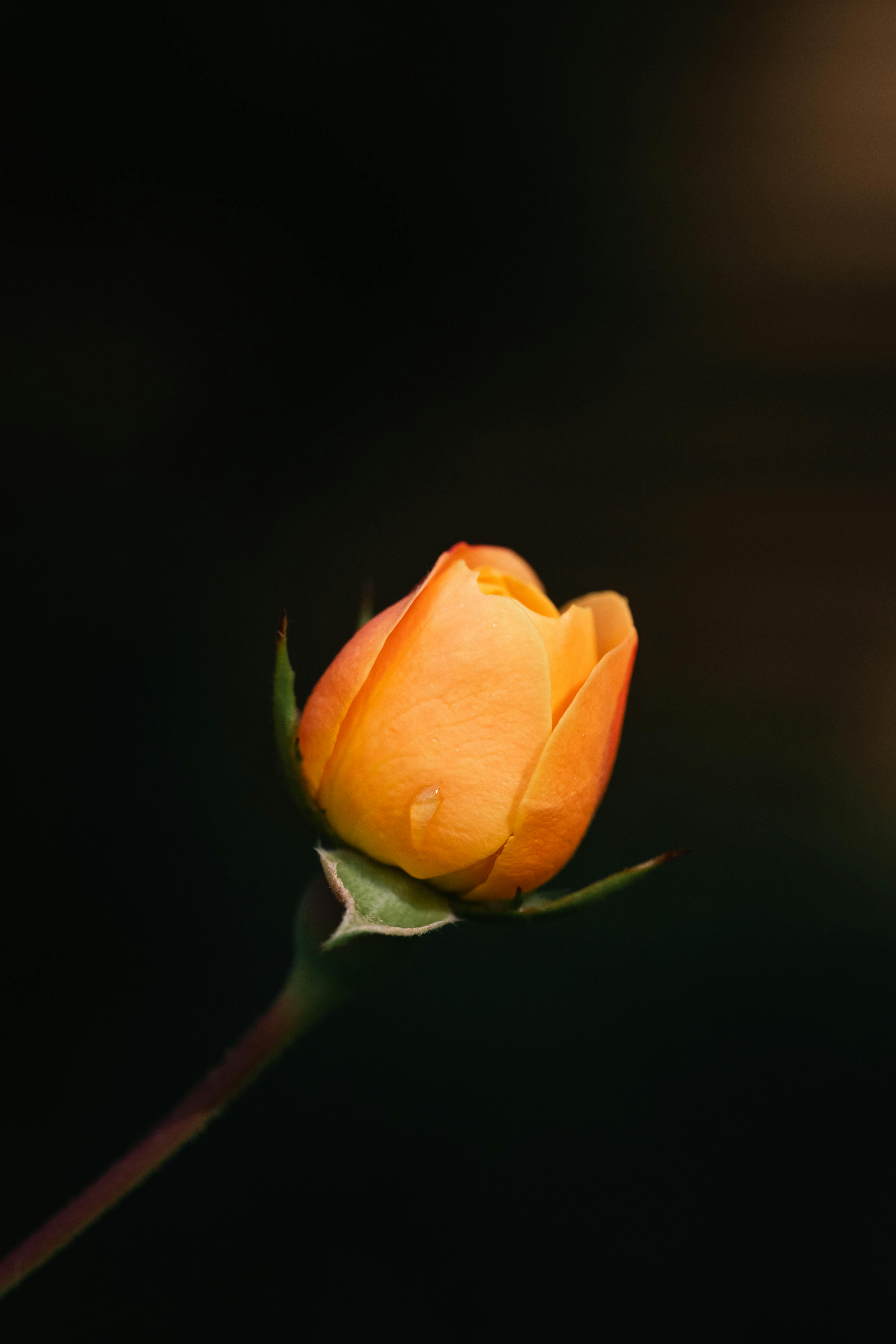 A detailed capture of a yellow rosebud with a dark background, highlighting its fresh texture and vibrant color.