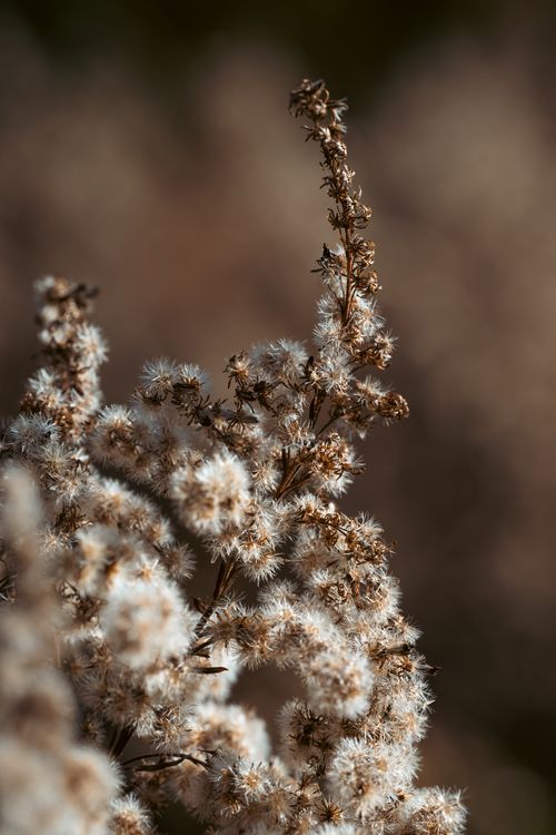 Free Detailed view of fluffy dried wildflowers against a blurred background highlighting their texture. Stock Photo