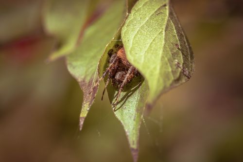 Free Macro shot of spider nestled in leaf shelter, showcasing nature's intricate details. Stock Photo