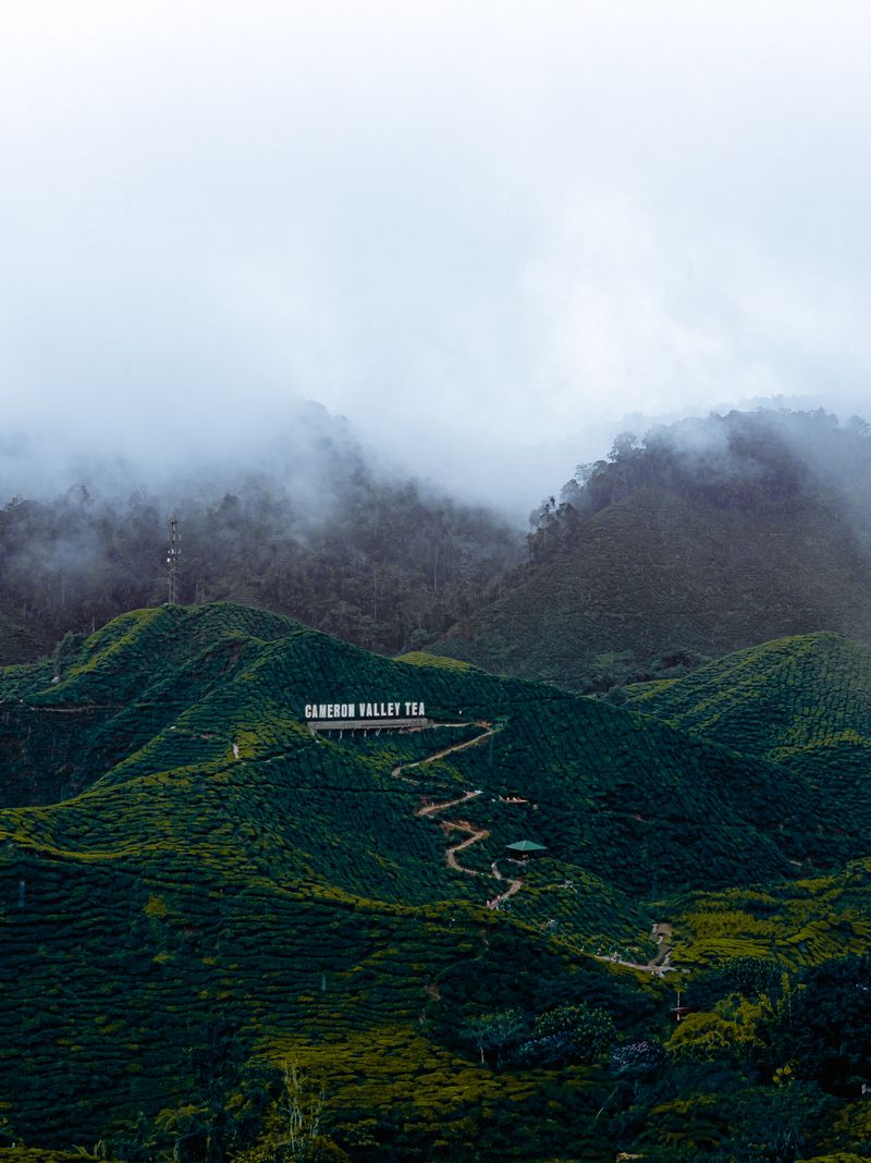 Cameron Highlands tea plantation