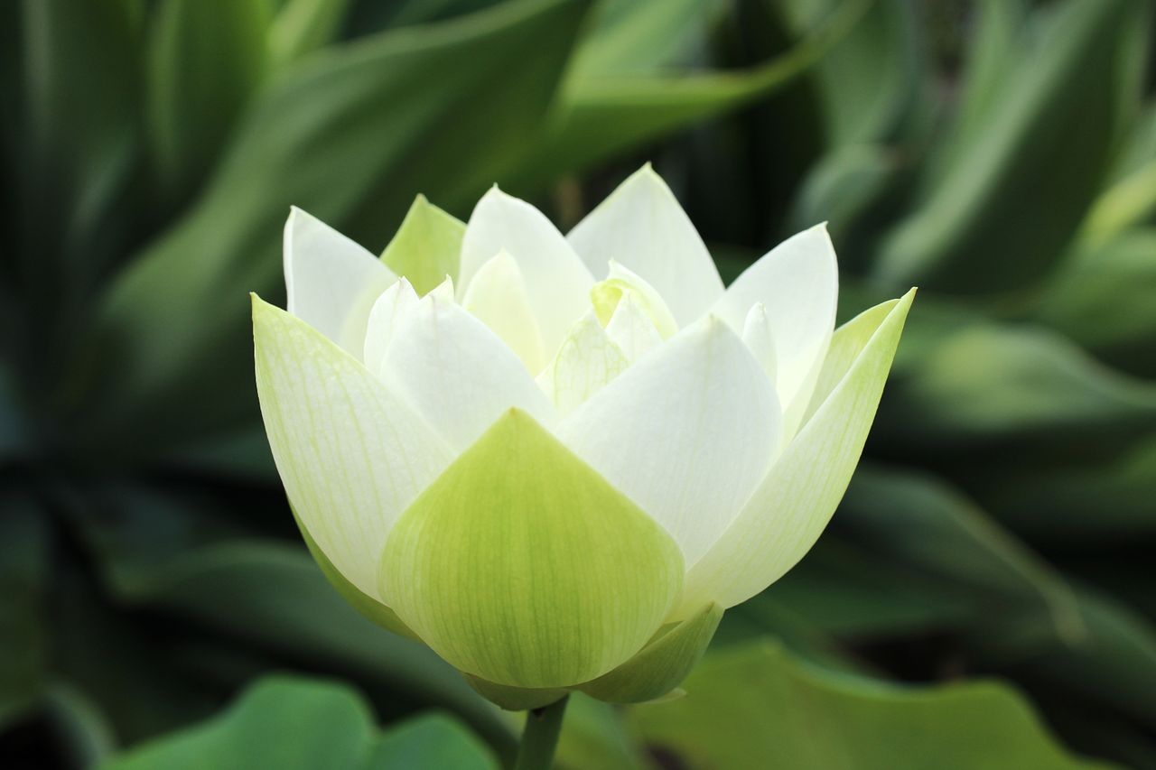 a beautiful white lotus flower captured in a serene garden setting in