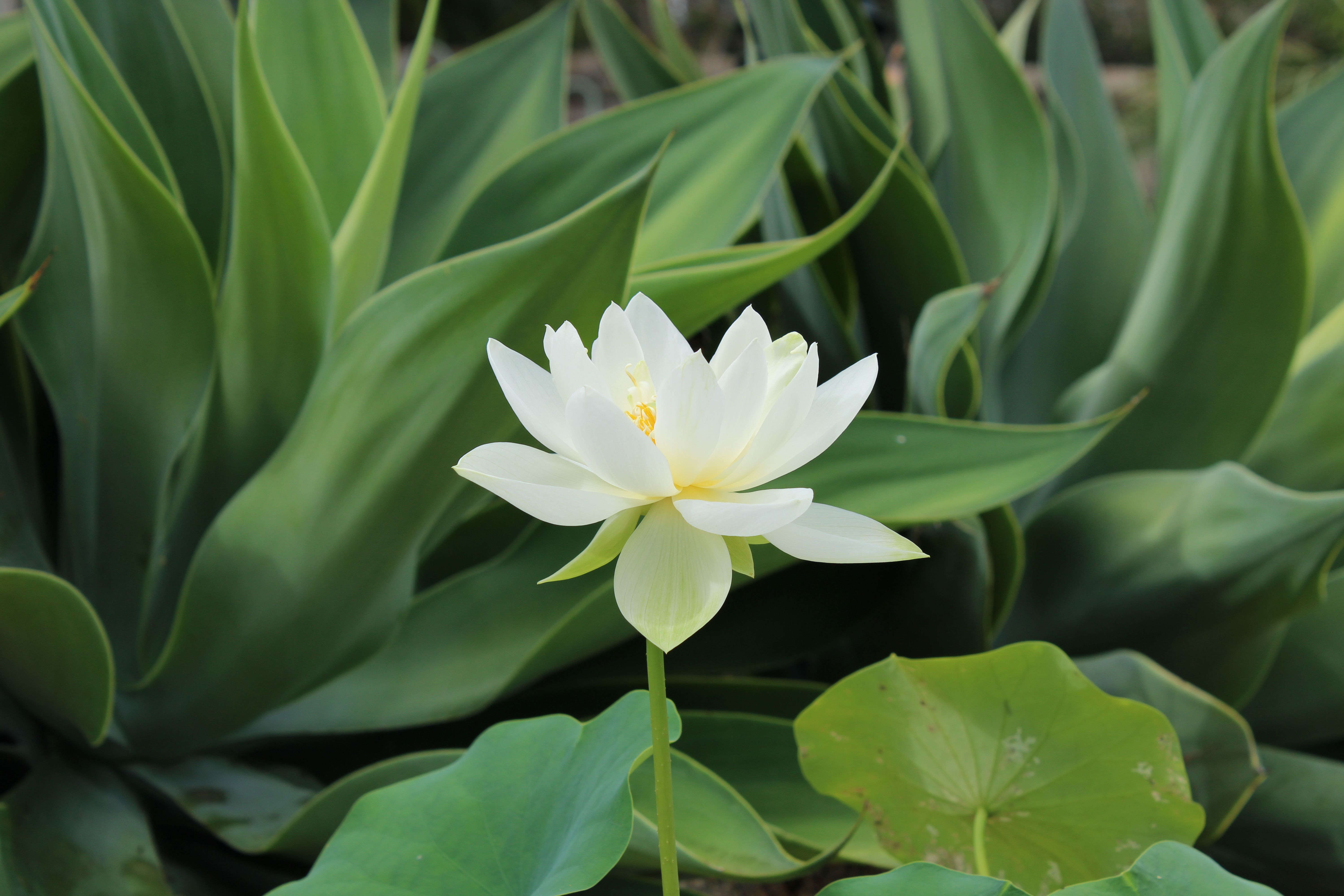 Elegant White Lotus Flower in Lush Greenery · Free Stock Photo