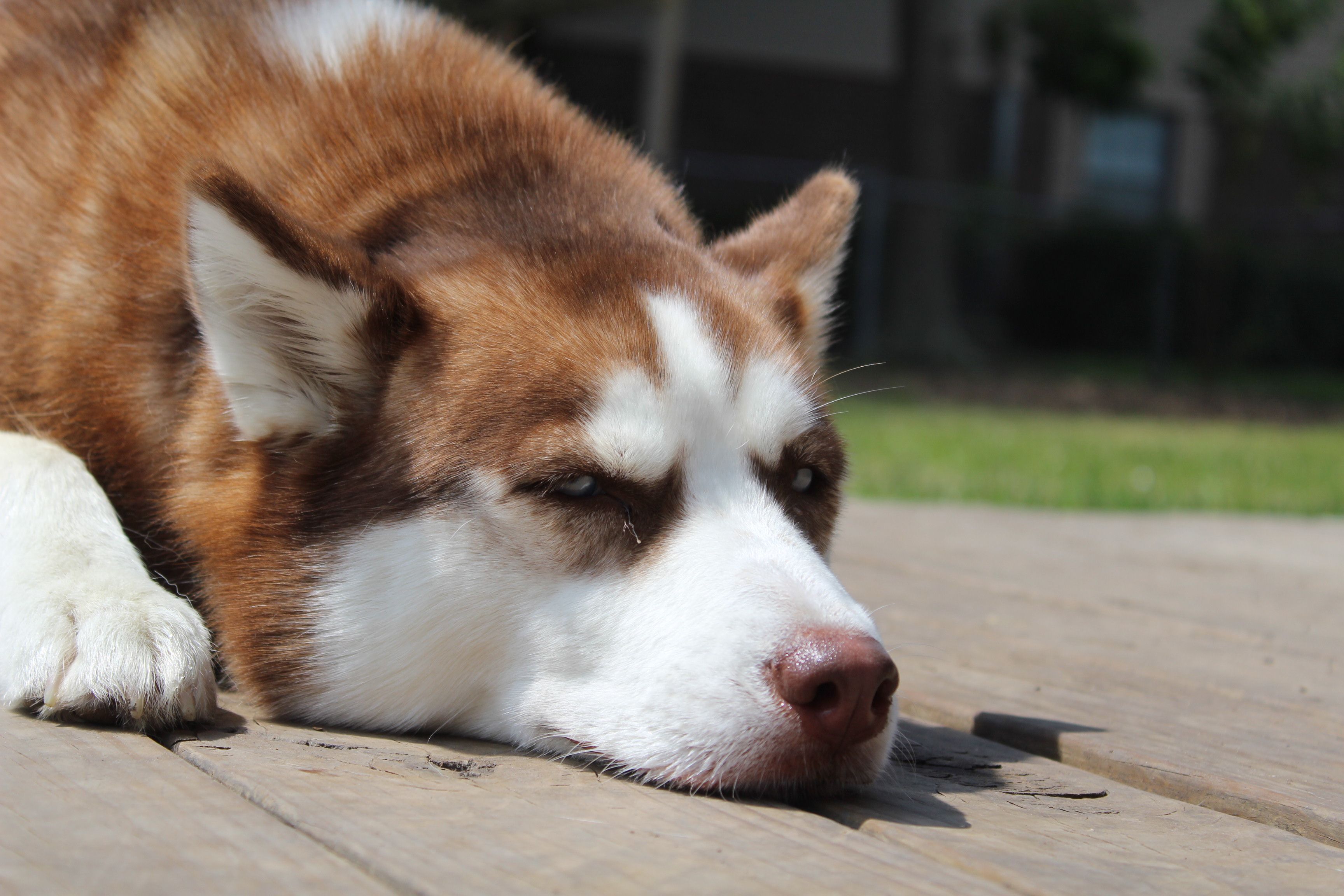 pet care pet grooming — Photo by Jake Townsend on Pexels