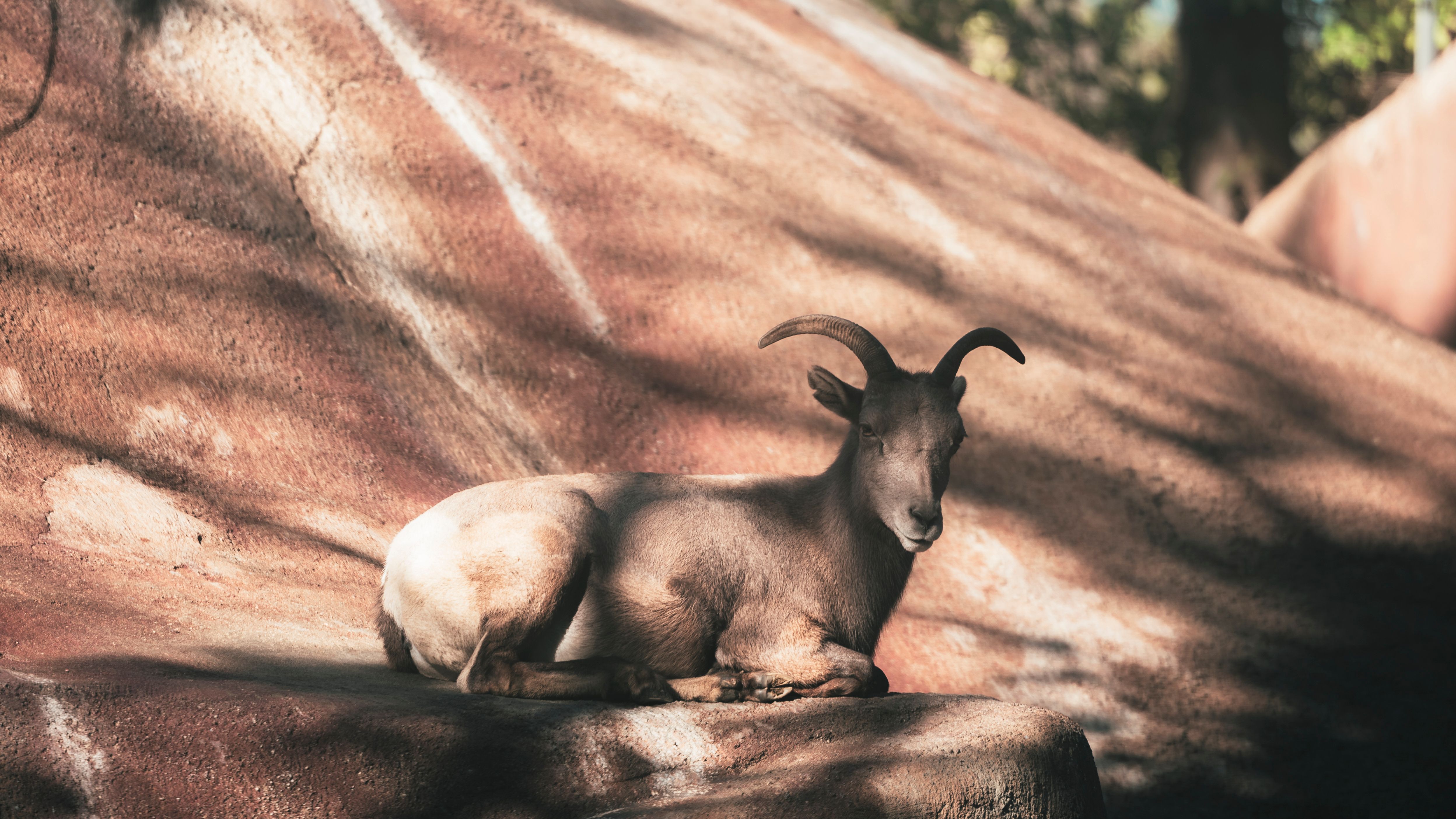 Capra Fogai Photos, Download The BEST Free Capra Fogai Stock Photos ...