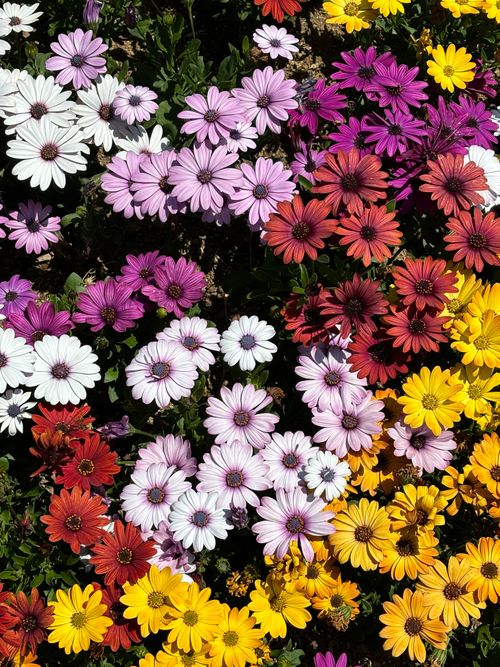 Free Beautiful arrangement of colorful daisies in Japan, showcasing nature's vibrant palette. Stock Photo