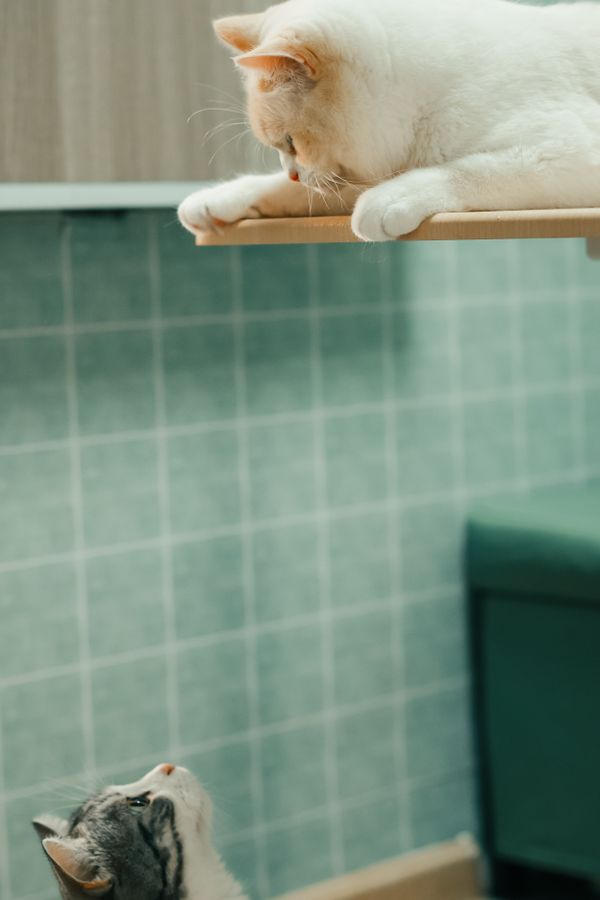 Dois gatos interagindo em um ambiente interno com piso de azulejo, criando uma atmosfera divertida e curiosa.