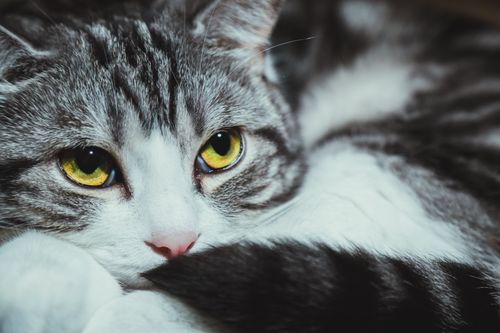 Free Beautiful close-up of a gray and white cat with striking yellow eyes in a relaxed pose. Stock Photo