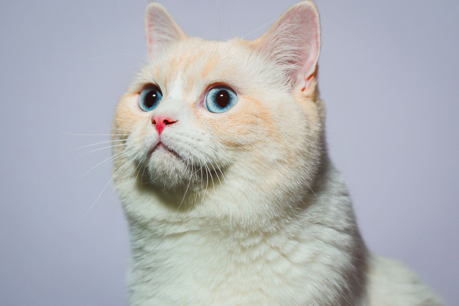 Healthcare and wellness consultation for a cat