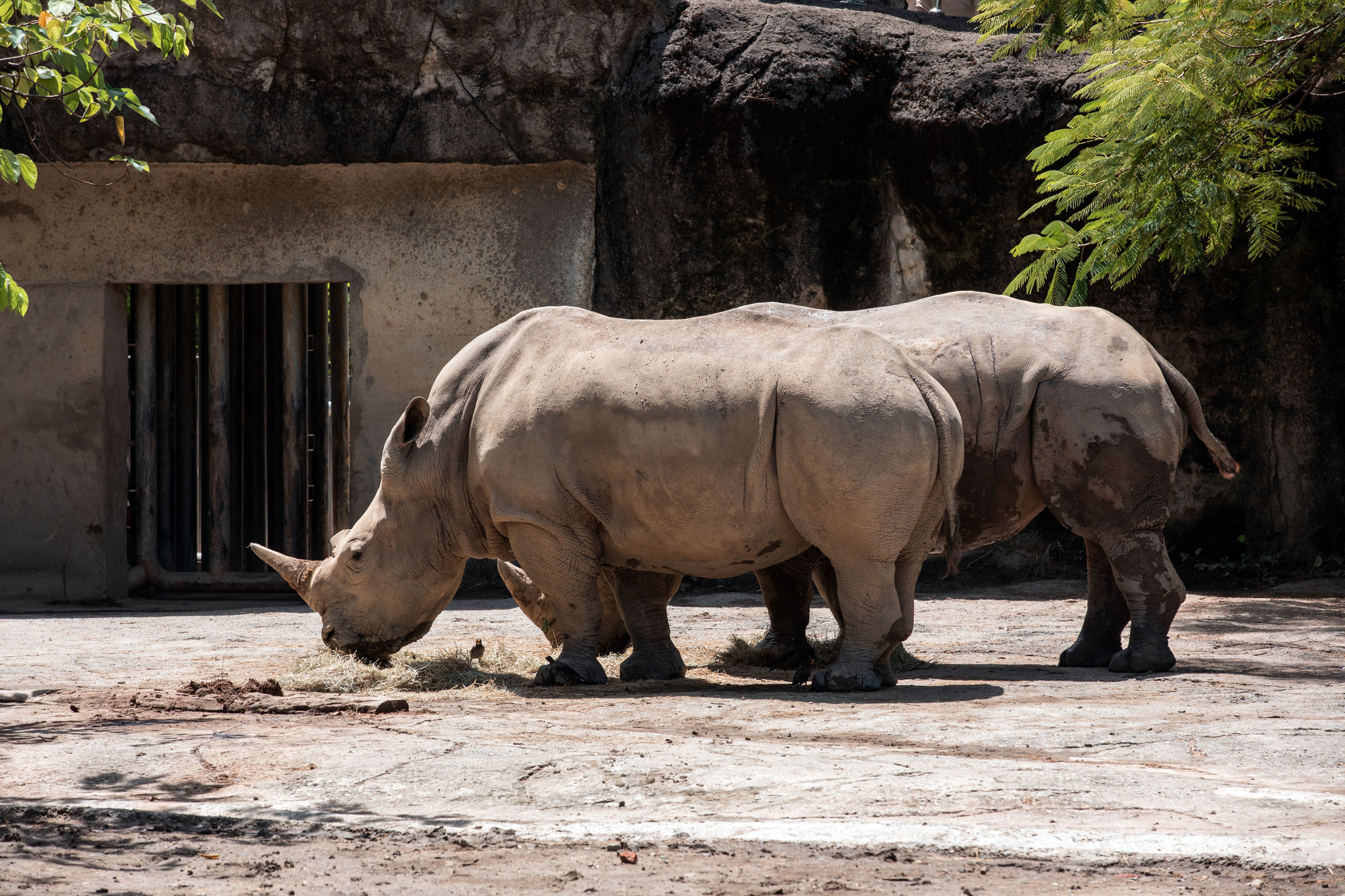 Rhino Encounter