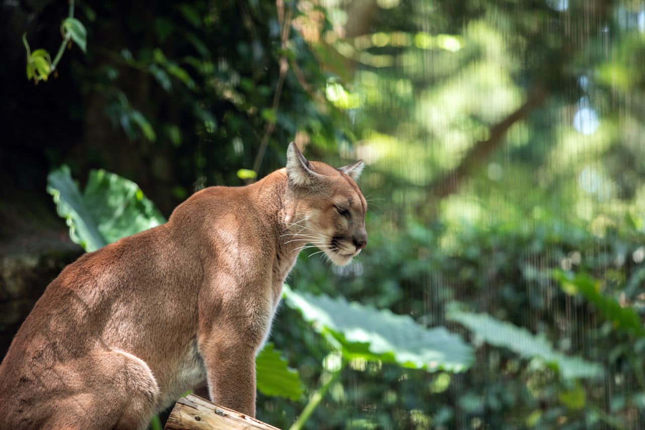 side profile of a puma in a tropical setting with lush vegetation